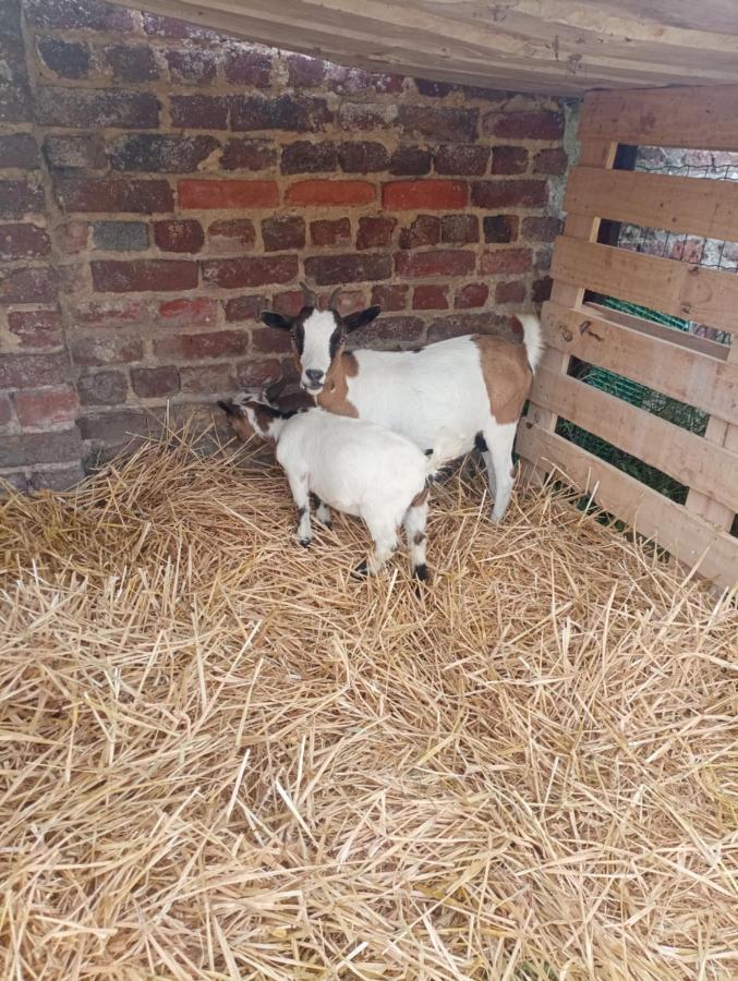 Gite A La Ferme Chez Magali Escaudoeuvres Dış mekan fotoğraf