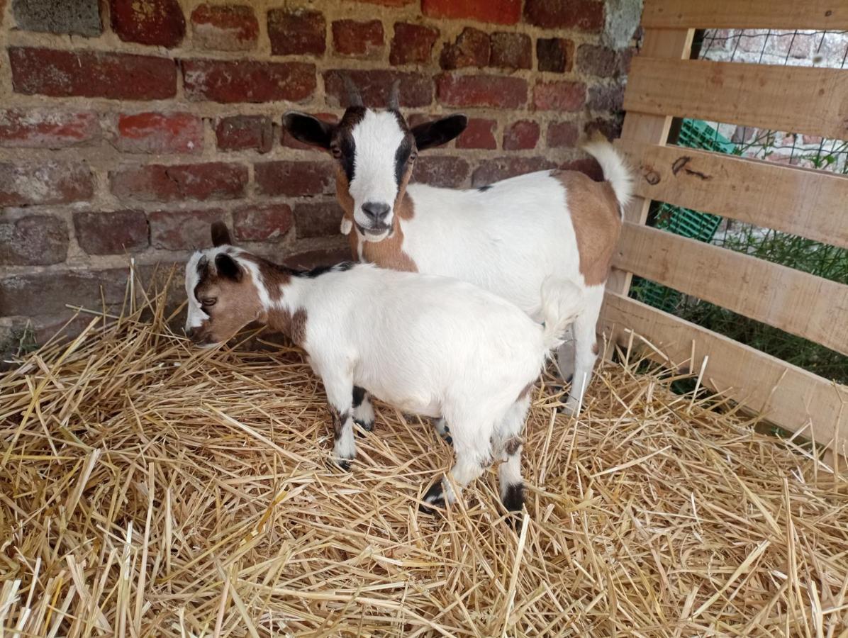 Gite A La Ferme Chez Magali Escaudoeuvres Dış mekan fotoğraf